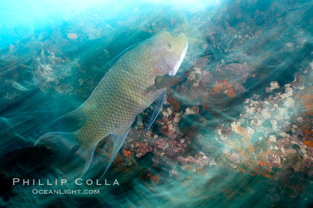 Galapagos hogfish, motion blur. Cousins, Galapagos Islands, Ecuador, Bodianus eclancheri, natural history stock photograph, photo id 16364
