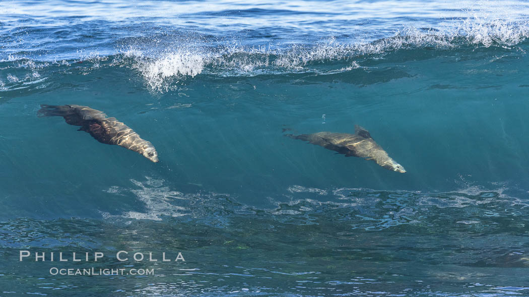 Two California sea lions bodysurfing in tandem in La Jolla. USA, Zalophus californianus, natural history stock photograph, photo id 37828