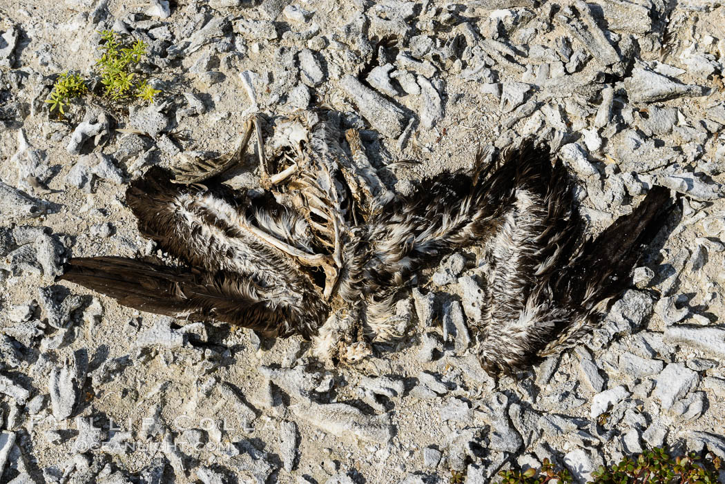 Booby Bird Carcass on Barren Coral Rubble Beach, Clipperton Island. France, natural history stock photograph, photo id 33079