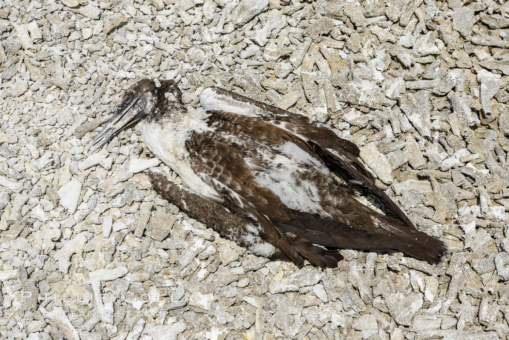 Booby Bird Carcass on Barren Coral Rubble Beach, Clipperton Island. France, natural history stock photograph, photo id 33095