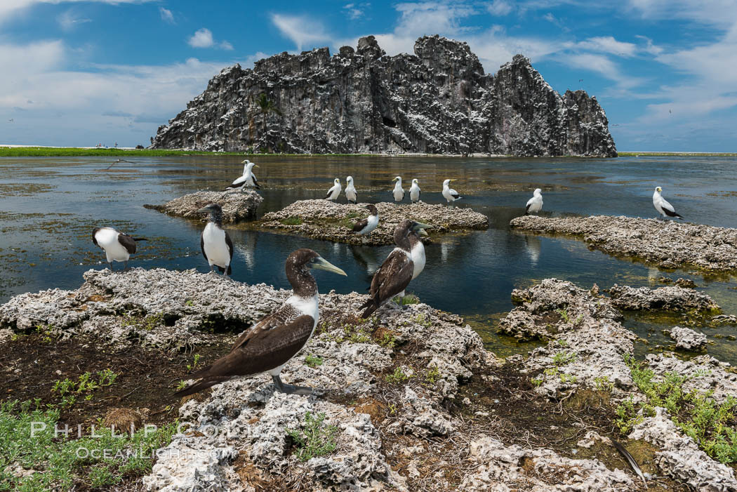 Booby Birds and Clipperton Rock, Lagoon, Clipperton Island. France, natural history stock photograph, photo id 33086