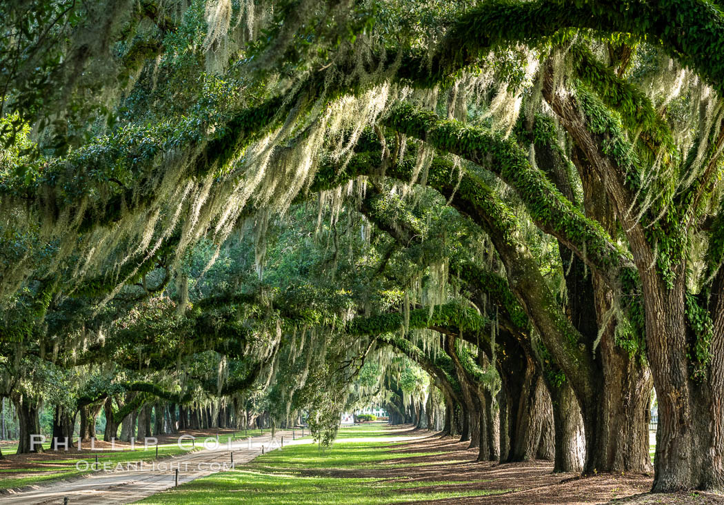 Oak Alley at Boone Hall Plantation, a shaded tunnel of huge old southern live oak trees, Charleston, South Carolina. Plantation owners planted long palisades of Southern Live Oaks to provide a shaded, cool allee (from the French) on which they could stroll, entertain and find diversion from the intense heat of the South. USA, Quercus virginiana, natural history stock photograph, photo id 37394