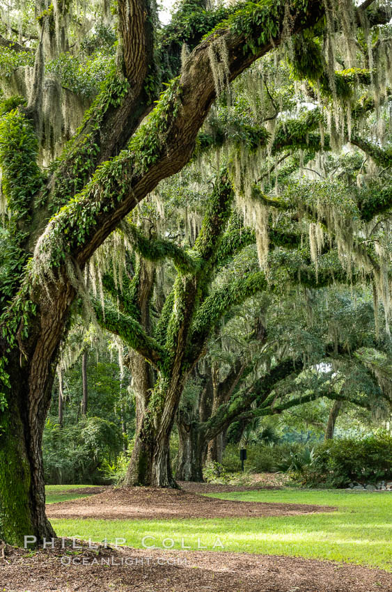 Oak Alley at Boone Hall Plantation, a shaded tunnel of huge old south live oak trees, Charleston, South Carolina. USA, Quercus virginiana, natural history stock photograph, photo id 37401