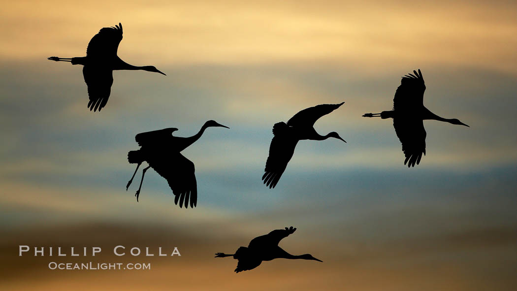 Sandhill cranes in flight, silhouetted against a richly colored evening sky.  A composite of two photographs taken moments apart, combined digitally. Bosque del Apache National Wildlife Refuge, Socorro, New Mexico, USA, Grus canadensis, natural history stock photograph, photo id 21830