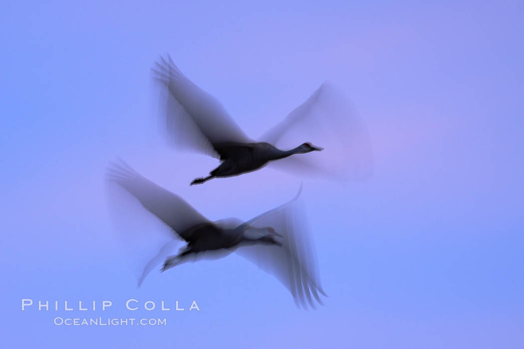 Sandhill cranes, flying across a colorful sunset sky, blur wings due to long time exposure. Bosque del Apache National Wildlife Refuge, Socorro, New Mexico, USA, Grus canadensis, natural history stock photograph, photo id 21846