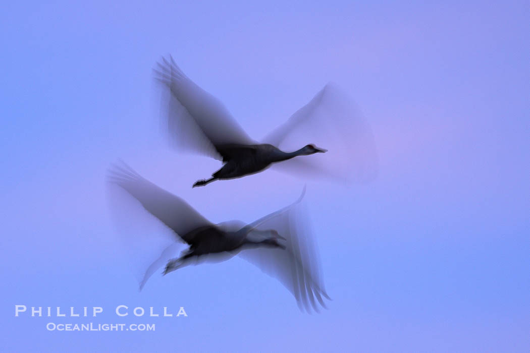 Sandhill cranes, flying across a colorful sunset sky, blur wings due to long time exposure., Grus canadensis, natural history stock photograph, photo id 21846