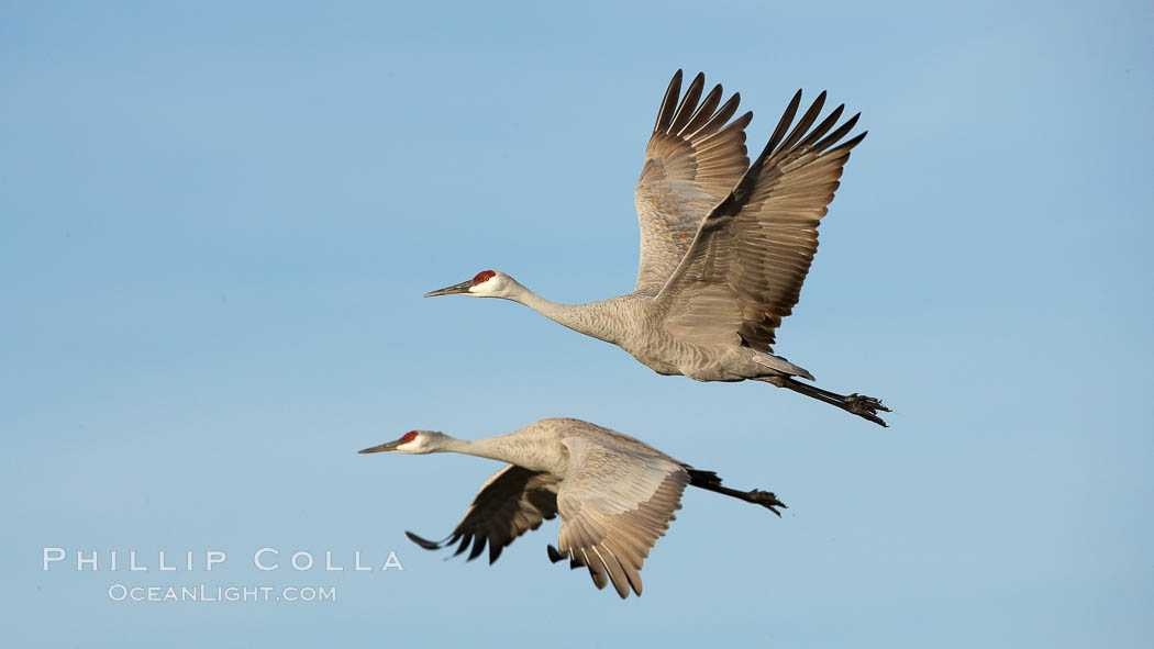 Sandhill cranes in flight, side by side in near-synchonicity, spreading their broad wides wide as they fly. Bosque del Apache National Wildlife Refuge, Socorro, New Mexico, USA, Grus canadensis, natural history stock photograph, photo id 21854