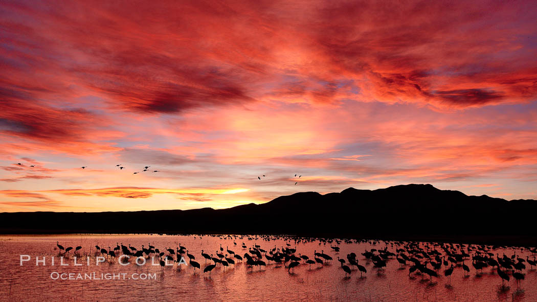Sunset at Bosque del Apache National Wildlife Refuge, with sandhill cranes silhouetted in reflection in the calm pond. Spectacular sunsets at Bosque del Apache, rich in reds, oranges, yellows and purples, make for striking reflections of the thousands of cranes and geese found in the refuge each winter, Grus canadensis, Socorro, New Mexico