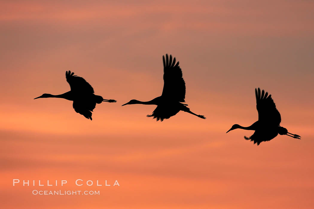 Sandhill cranes, flying across a colorful sunset sky, blur wings due to long time exposure. Bosque del Apache National Wildlife Refuge, Socorro, New Mexico, USA, Grus canadensis, natural history stock photograph, photo id 21812
