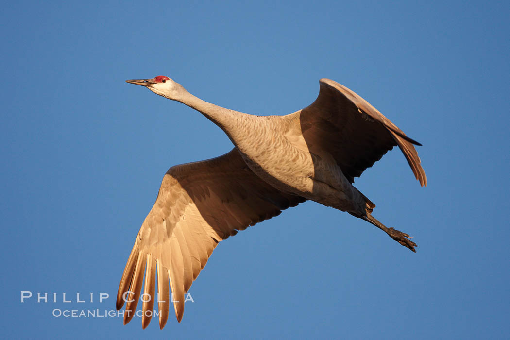 A sandhill crane in flight, spreading its wings wide which can span up to 6 1/2 feet. Bosque del Apache National Wildlife Refuge, Socorro, New Mexico, USA, Grus canadensis, natural history stock photograph, photo id 21807