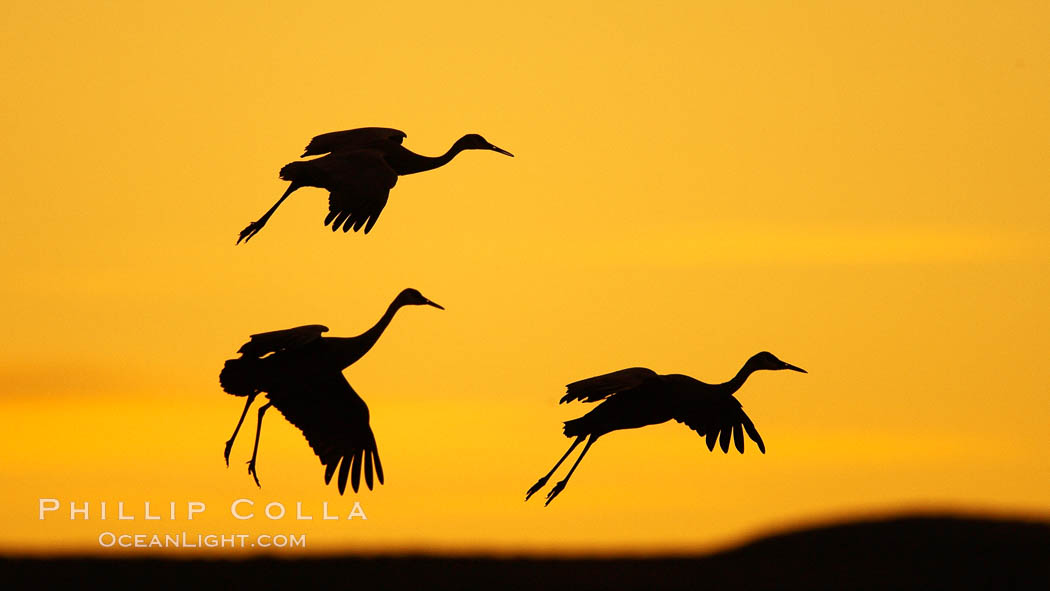 Sandhill cranes in flight, silhouetted against a richly colored evening sky, Grus canadensis, Bosque del Apache National Wildlife Refuge, Socorro, New Mexico