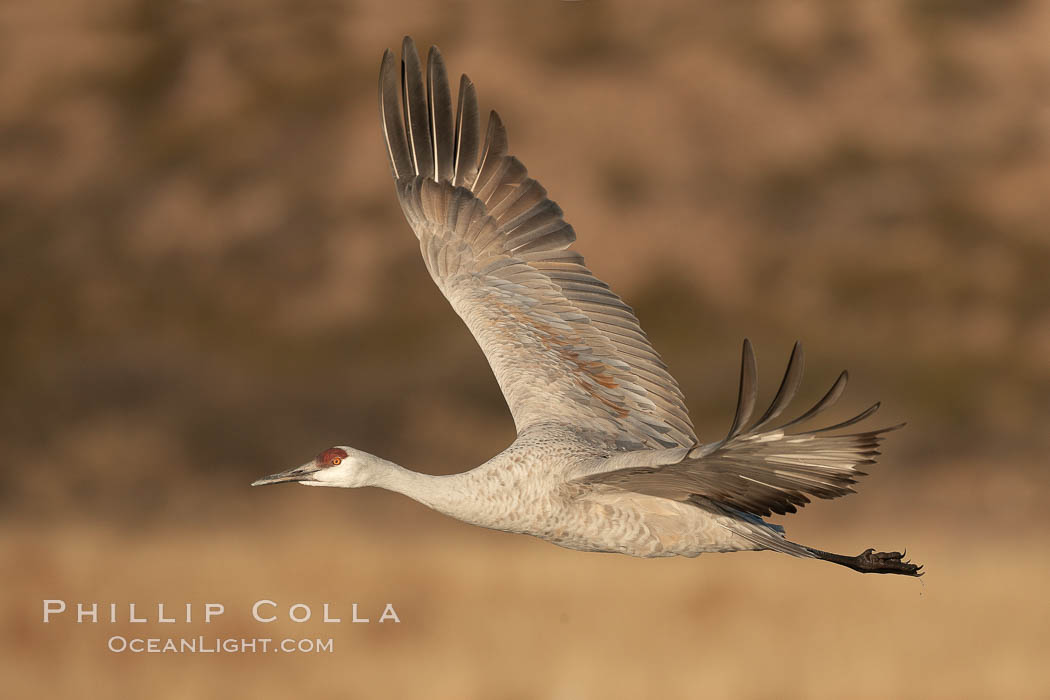 Sandhill crane spreads its broad wings as it takes flight in early morning light. This crane is one of over 5000 present in Bosque del Apache National Wildlife Refuge, stopping here during its winter migration, Grus canadensis, Socorro, New Mexico