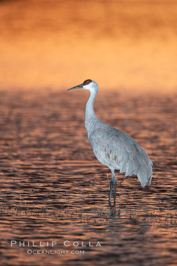 A sandhill crane, standing in still waters with rich gold sunset light reflected around it, Grus canadensis, Bosque del Apache National Wildlife Refuge, Socorro, New Mexico