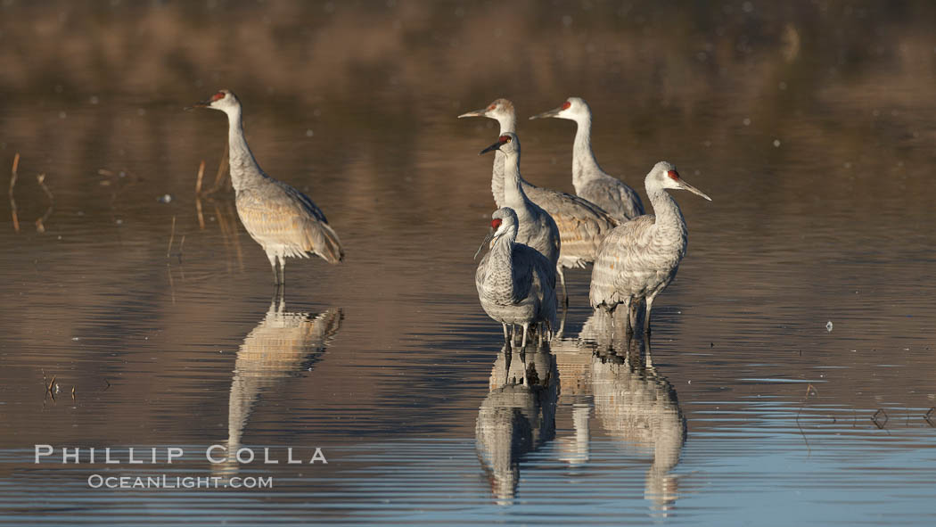 Sandhill cranes, reflected in the still waters of one of the Bosque del Apache NWR crane pools. Bosque del Apache National Wildlife Refuge, Socorro, New Mexico, USA, Grus canadensis, natural history stock photograph, photo id 21821