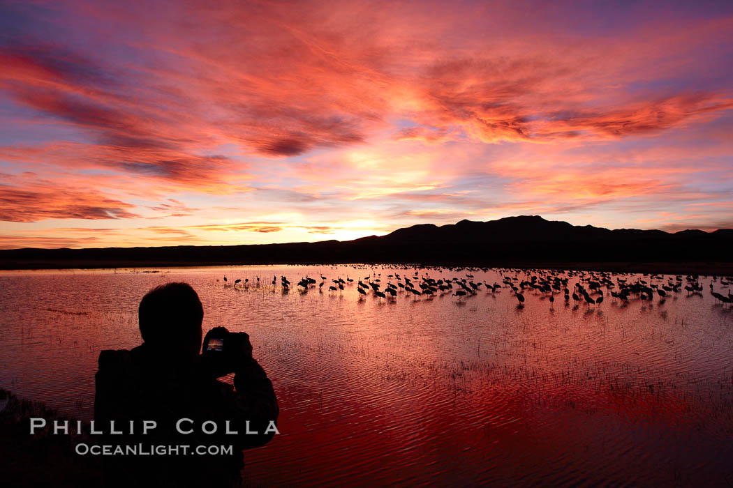 A photographer looks on the back of his camera to view his perfect image of yet another beautiful sunset at Bosque del Apache National Wildlife Refuge, Grus canadensis, Socorro, New Mexico