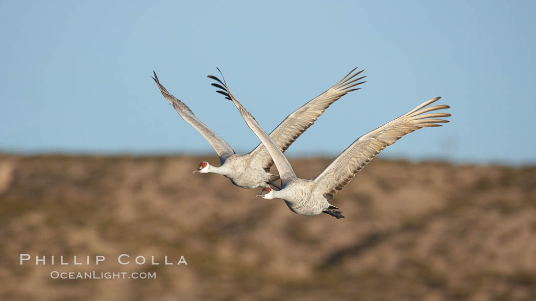 Sandhill cranes in flight, side by side in near-synchonicity, spreading their broad wides wide as they fly. Bosque del Apache National Wildlife Refuge, Socorro, New Mexico, USA, Grus canadensis, natural history stock photograph, photo id 21869