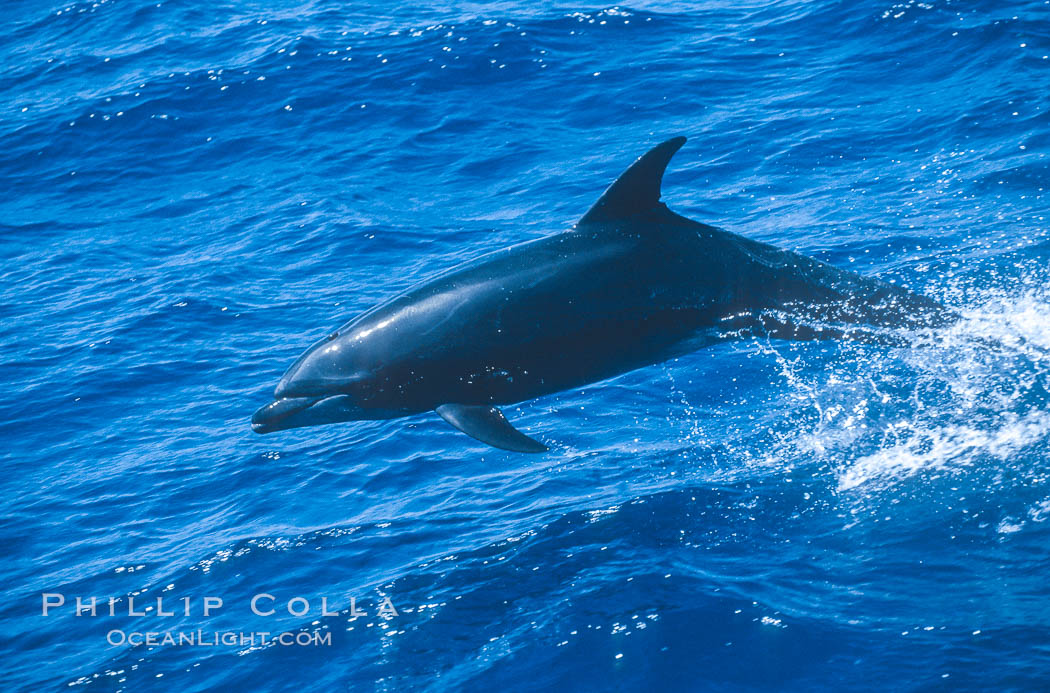Pacific bottlenose dolphin at Guadalupe Island, Mexico. Guadalupe Island (Isla Guadalupe), Baja California, natural history stock photograph, photo id 36244