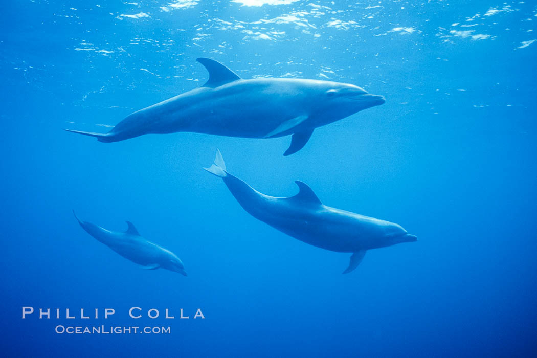 Pacific bottlenose dolphins underwater at Guadalupe Island, Mexico. Guadalupe Island (Isla Guadalupe), Baja California, natural history stock photograph, photo id 03279