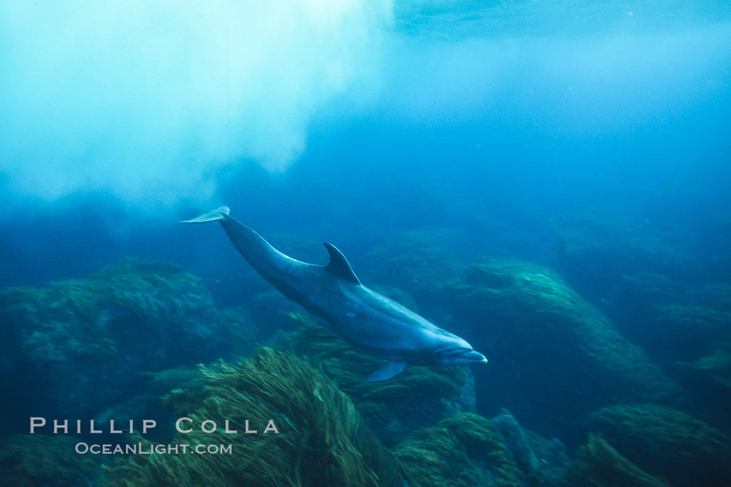 Pacific bottlenose dolphin at Guadalupe Island, Mexico. Guadalupe Island (Isla Guadalupe), Baja California, natural history stock photograph, photo id 01157