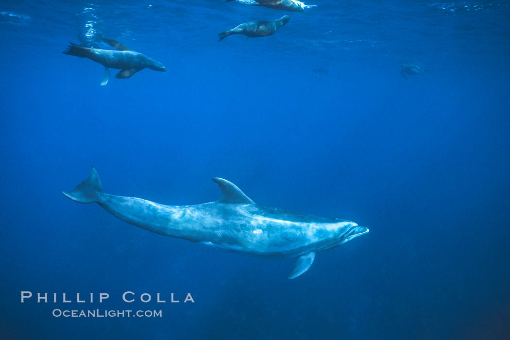 Pacific bottlenose dolphin, California sea lions. Guadalupe Island (Isla Guadalupe), Baja California, Mexico, Tursiops truncatus, Zalophus californianus, natural history stock photograph, photo id 01156