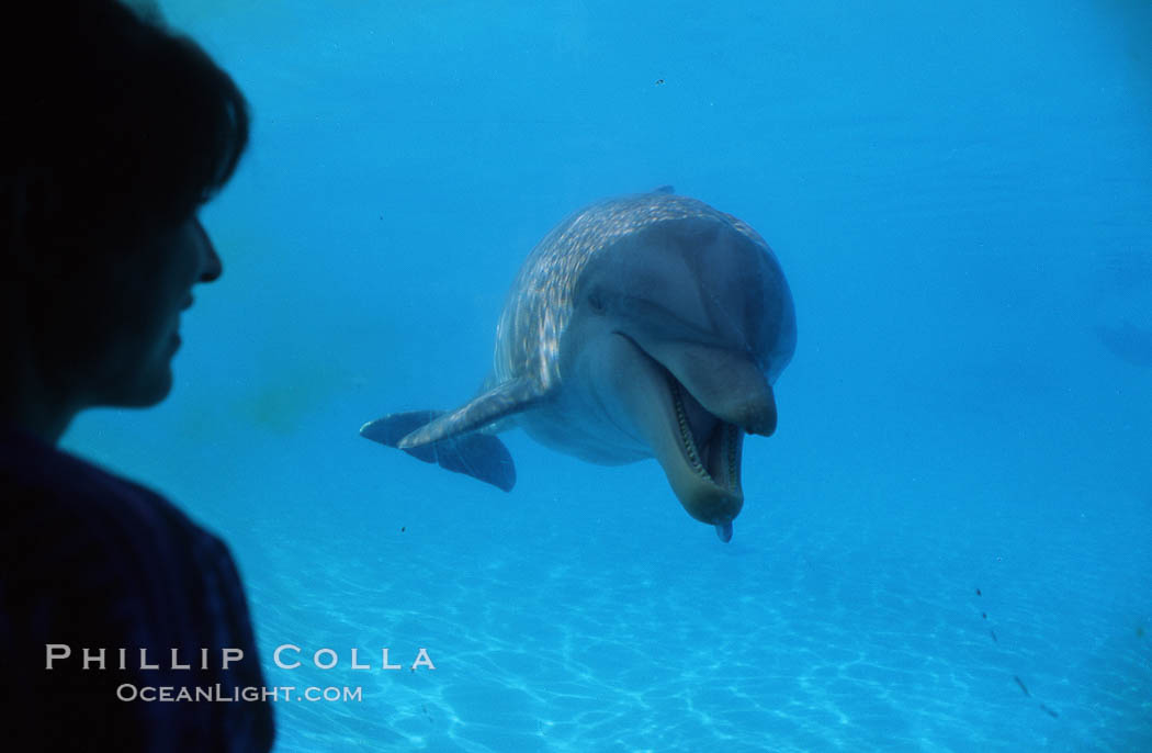 Pacific  bottlenose dolphin. Maui, Hawaii, USA, Tursiops truncatus, natural history stock photograph, photo id 04914