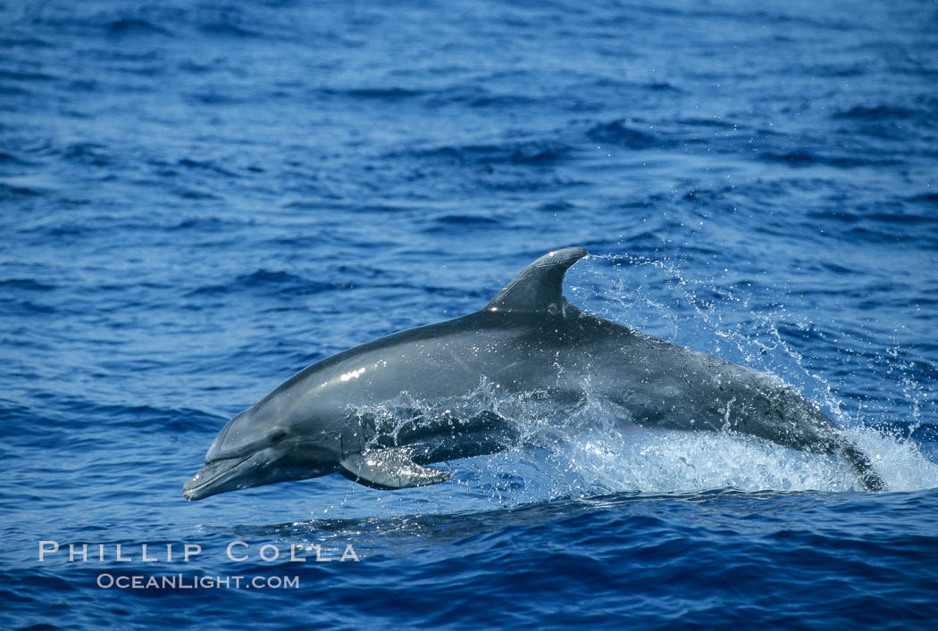 Pacific bottlenose dolphin. Maui, Hawaii, USA, Tursiops truncatus, natural history stock photograph, photo id 04564