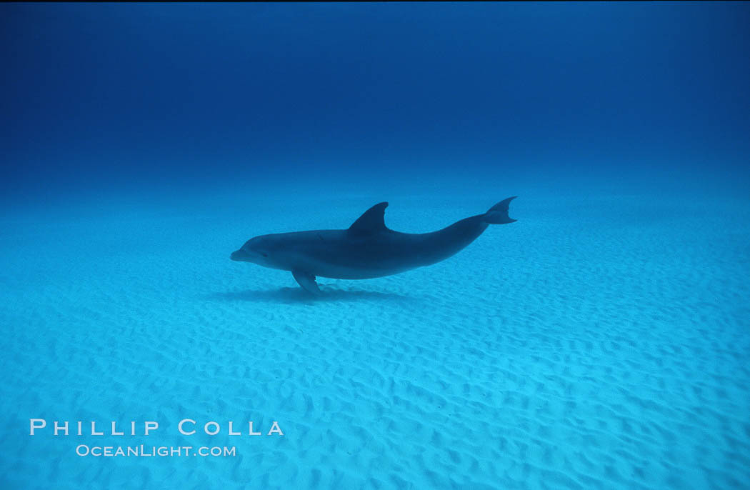 Atlantic bottlenose dolphin. Bahamas, Tursiops truncatus, natural history stock photograph, photo id 00699