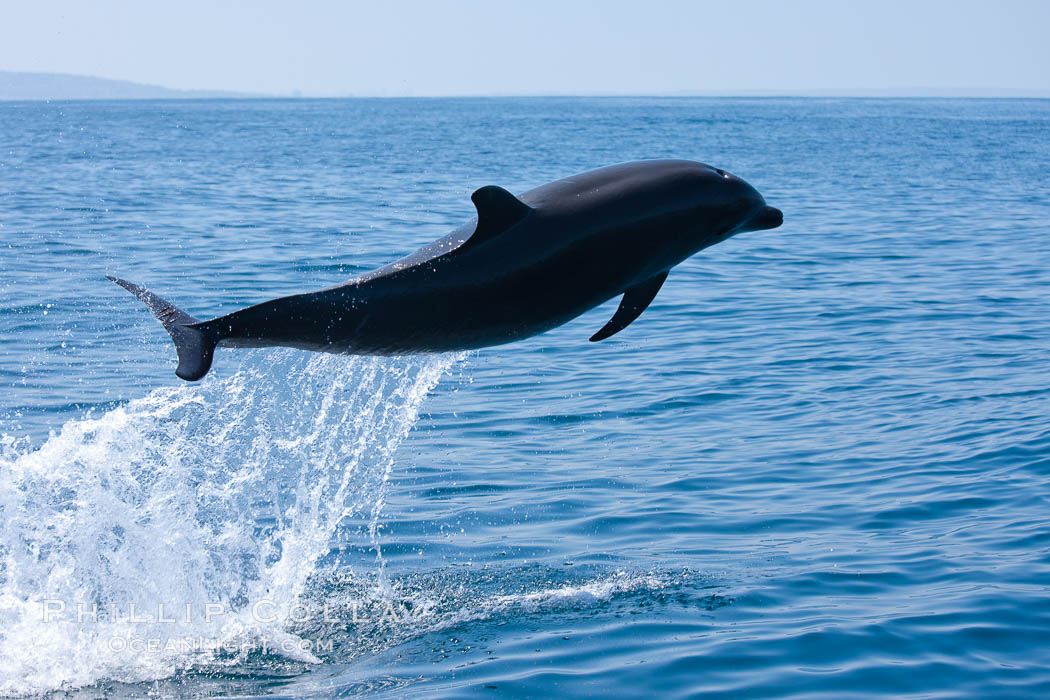 Bottlenose dolphin, leaping over the surface of the ocean, offshore of San Diego. California, USA, Tursiops truncatus, natural history stock photograph, photo id 26808