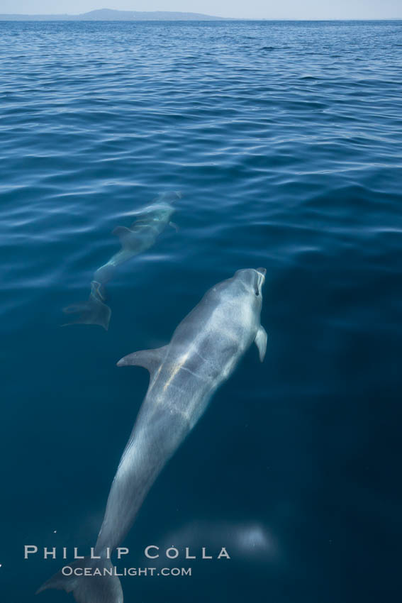 Bottlenose dolphin, swimming just below the surface of the glassy ocean, offshore of San Diego. California, USA, Tursiops truncatus, natural history stock photograph, photo id 26807