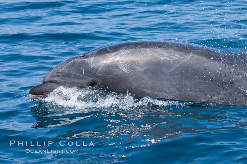 Bottlenose dolphin, breaching the surface of the ocean, offshore of San Diego. California, USA, Tursiops truncatus, natural history stock photograph, photo id 26815