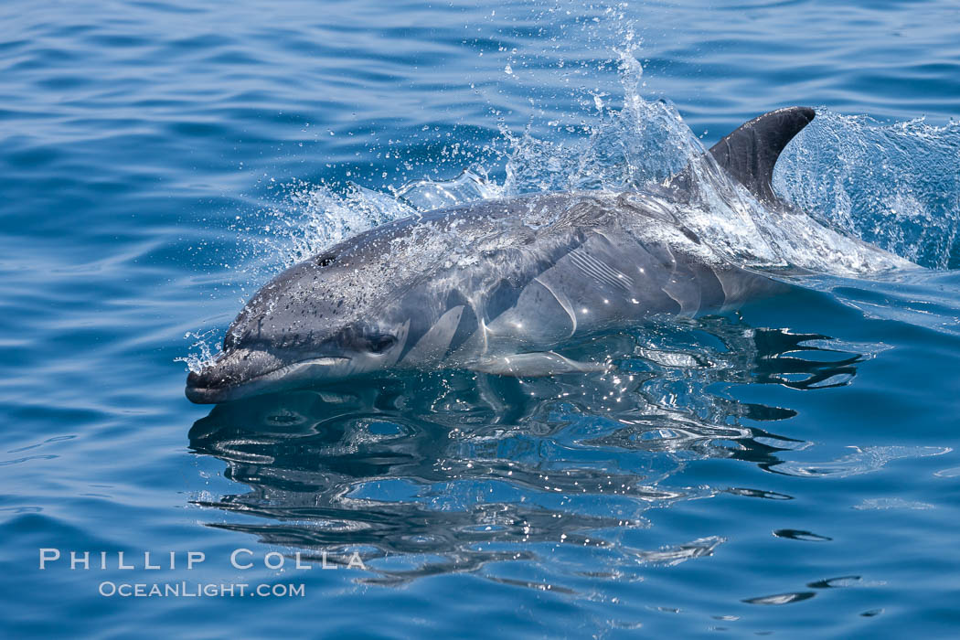 Bottlenose dolphin, breaching the surface of the ocean, offshore of San Diego. California, USA, Tursiops truncatus, natural history stock photograph, photo id 26805