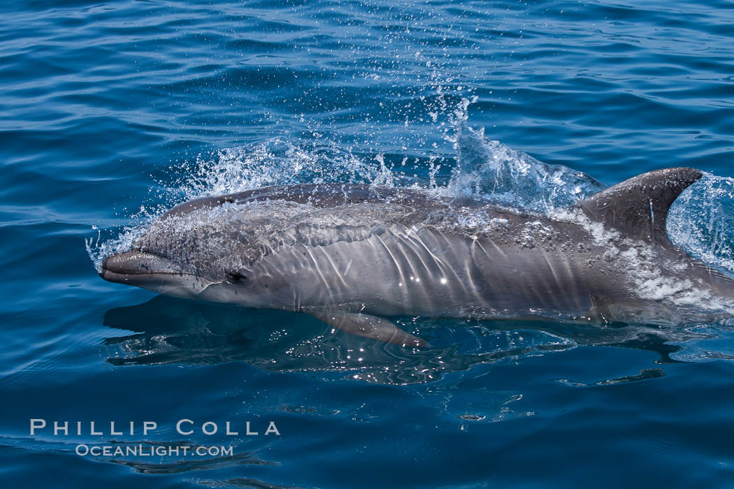 Bottlenose dolphin, breaching the surface of the ocean, offshore of San Diego. California, USA, Tursiops truncatus, natural history stock photograph, photo id 26813