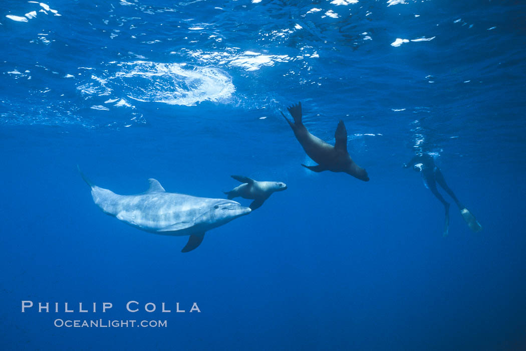 Pacific bottlenose dolphin and several sea lions swim together at Guadalupe Island, Mexico. Guadalupe Island (Isla Guadalupe), Baja California, natural history stock photograph, photo id 36242