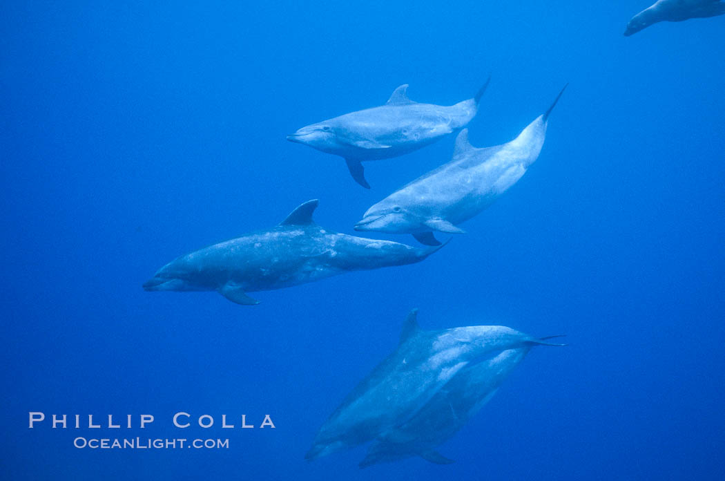 Pacific bottlenoses dolphin at Guadalupe Island, Mexico., natural history stock photograph, photo id 36246