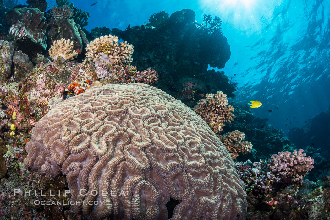 Symphyllia brain coral on tropical coral reef, Fiji. Vatu I Ra Passage, Bligh Waters, Viti Levu  Island, Symphyllia, natural history stock photograph, photo id 31327