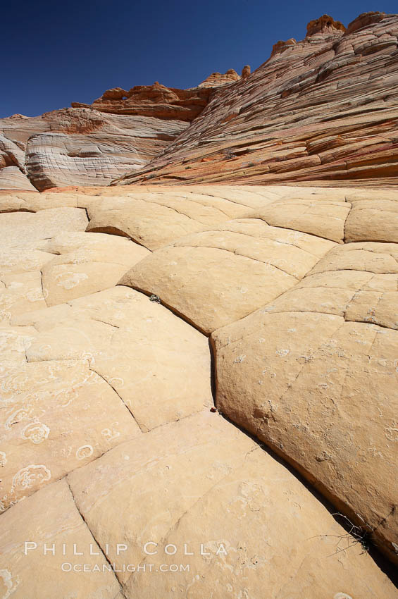 Brain rocks, curious sandstone formations in the North Coyote Buttes. Paria Canyon-Vermilion Cliffs Wilderness, Arizona, USA, natural history stock photograph, photo id 20636