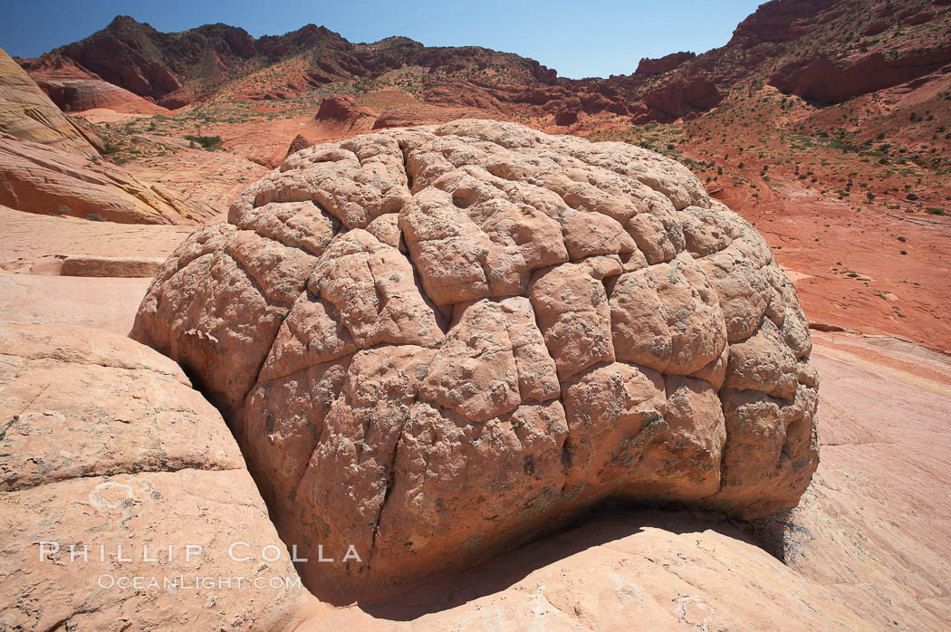 Brain rocks.  Sandstone is curiously eroded through the forces water and wind acting over eons.  Cracks and joints arise when water freezes and expands repeatedly, braking apart the soft sandstone. North Coyote Buttes, Paria Canyon-Vermilion Cliffs Wilderness, Arizona, USA, natural history stock photograph, photo id 20747