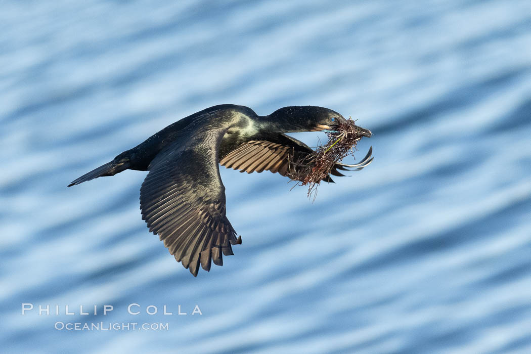 Brandt's Cormorant carrying nesting material, in flight as it returns to its cliffside nest. La Jolla, California, USA, Phalacrocorax penicillatus, natural history stock photograph, photo id 36874