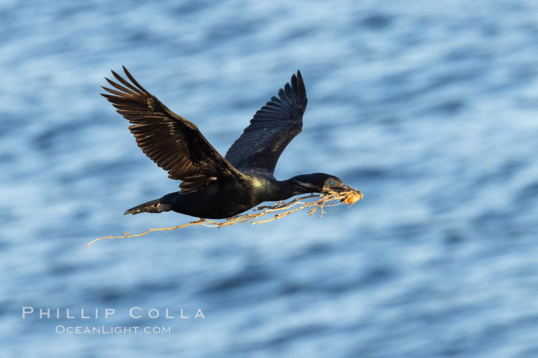 Brandt's Cormorant carrying nesting material, in flight as it returns to its cliffside nest. La Jolla, California, USA, Phalacrocorax penicillatus, natural history stock photograph, photo id 36872