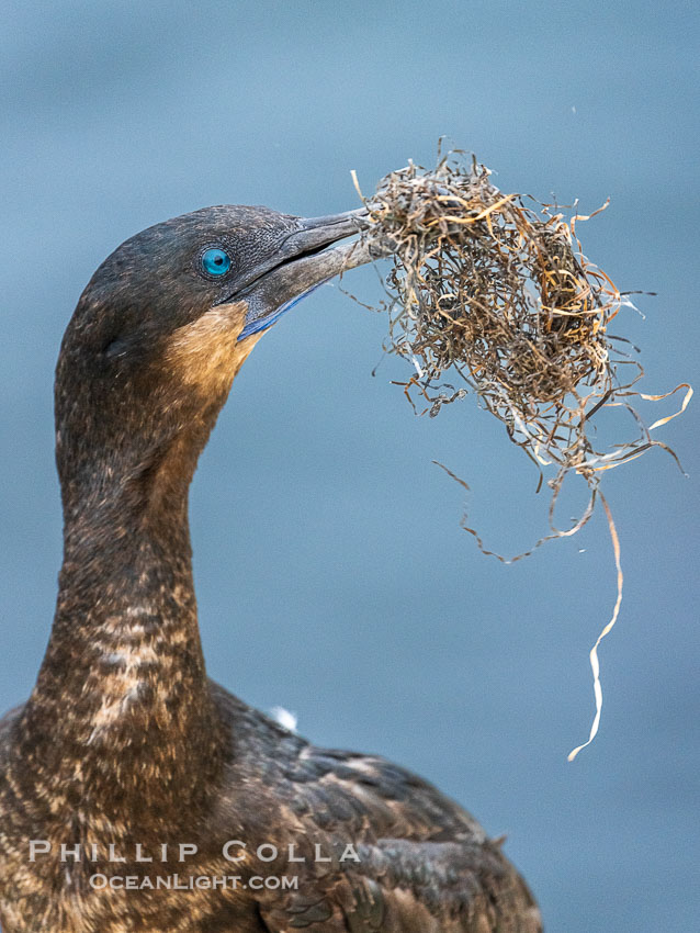 Brandt's Cormorant carrying surf grass nesting material, Phalacrocorax penicillatus. La Jolla, California, USA, Phalacrocorax penicillatus, natural history stock photograph, photo id 39512