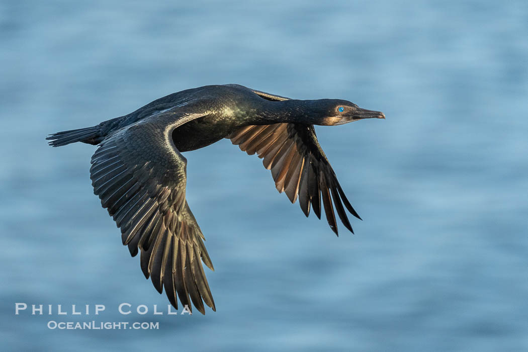 Brandt's cormorant cormorant in flight. La Jolla, California, USA, Phalacrocorax penicillatus, natural history stock photograph, photo id 40008
