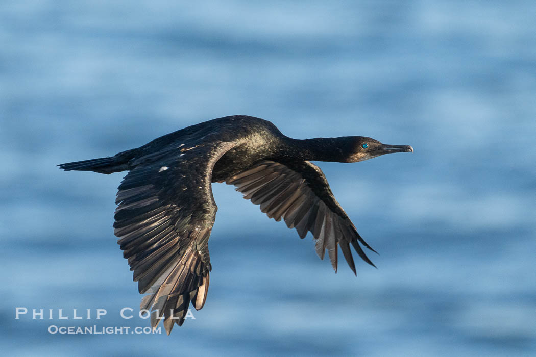 Brandt's Cormorant in Flight. La Jolla, California, USA, natural history stock photograph, photo id 39812