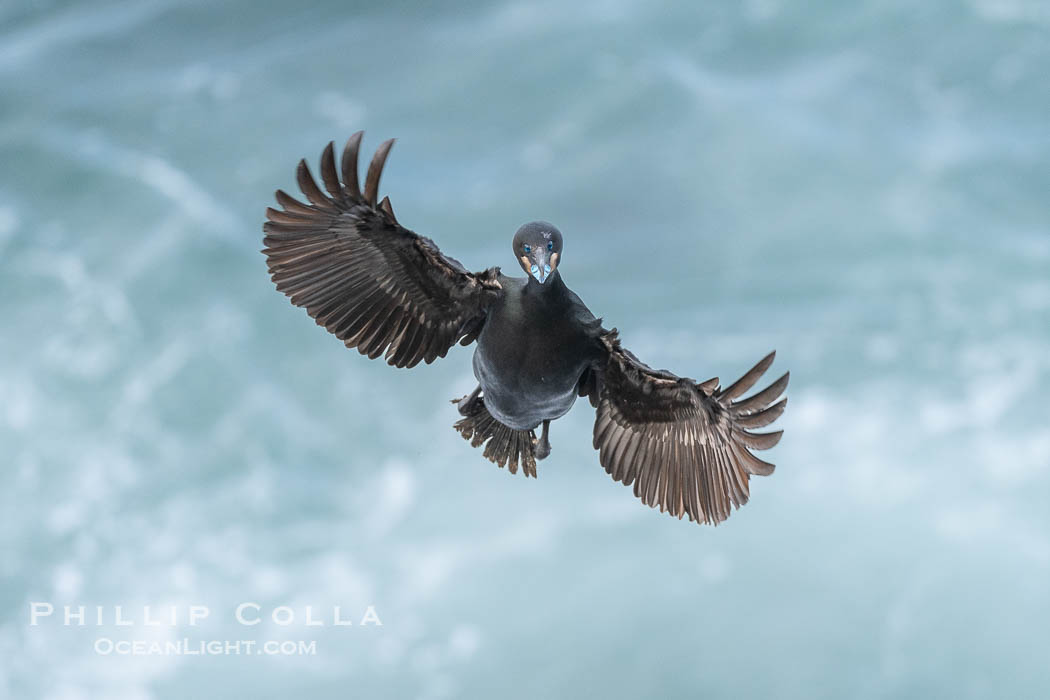 Brandt's Cormorant flying with wings spread wide as it slows to land at its nest on ocean cliffs. La Jolla, California, USA, Phalacrocorax penicillatus, natural history stock photograph, photo id 40148