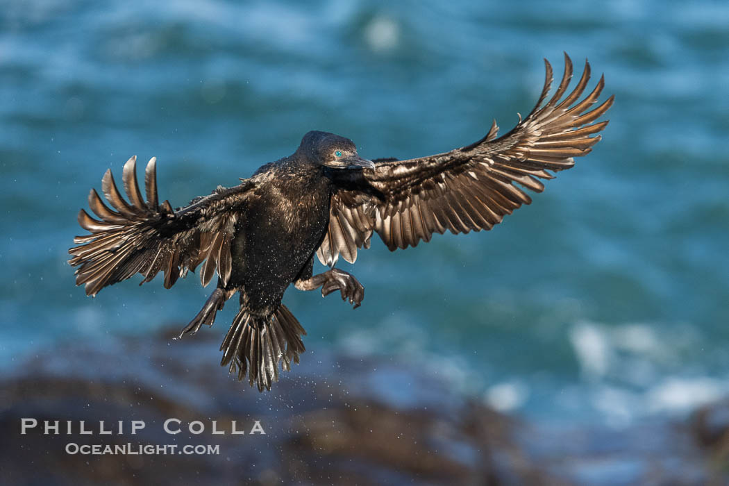 Brandt's Cormorant flying with wings spread wide as it slows to land at its nest on ocean cliffs. La Jolla, California, USA, Phalacrocorax penicillatus, natural history stock photograph, photo id 40143