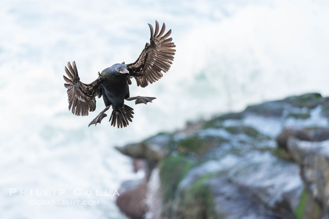 Brandt's Cormorant flying with wings spread wide as it slows to land at its nest on ocean cliffs., Phalacrocorax penicillatus, natural history stock photograph, photo id 40155
