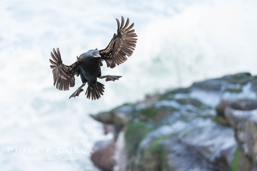 Brandt's Cormorant flying with wings spread wide as it slows to land at its nest on ocean cliffs. La Jolla, California, USA, Phalacrocorax penicillatus, natural history stock photograph, photo id 40155