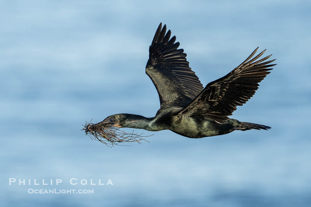 Brandt's Cormorant Flying Carrying Nesting Material, a clump of seaweed (marine algae) and surf grass, La Jolla., natural history stock photograph, photo id 40790
