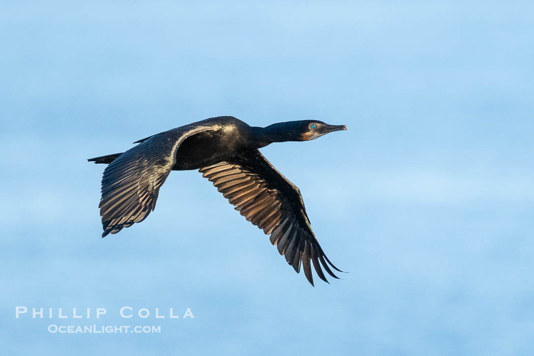 Brandt's Cormorant Flying in La Jolla, lit by early morning sun, non-breeding plumage., Phalacrocorax penicillatus, natural history stock photograph, photo id 39832