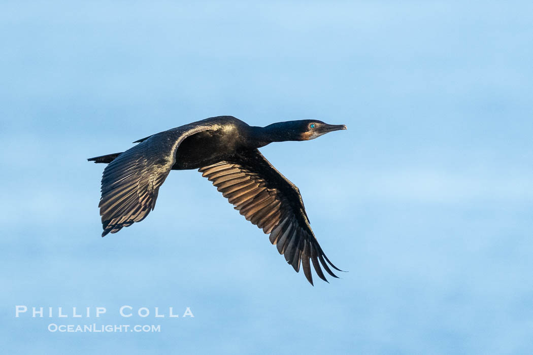 Brandt's Cormorant Flying in La Jolla, lit by early morning sun, non-breeding plumage. California, USA, natural history stock photograph, photo id 39832