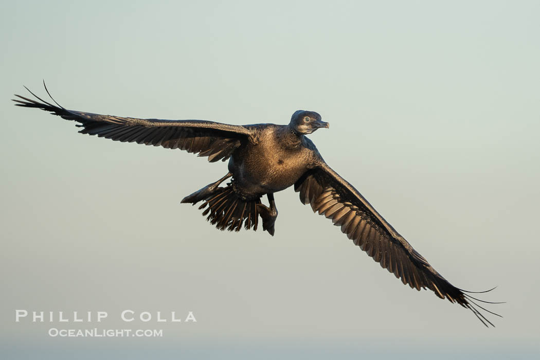 Brandt's Cormorant Flying in La Jolla, lit by early morning sun, non-breeding plumage., Phalacrocorax penicillatus, natural history stock photograph, photo id 39883